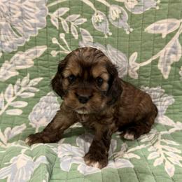 'Del'aware - Royal Blue - Brown white and tan male Cocker Spaniel puppy in Inman, South Carolina from Dees Cockers, LLC
