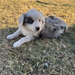 Penny - Blue merle female Australian Shepherd puppy in Piedmont, Oklahoma from 101 Aussies