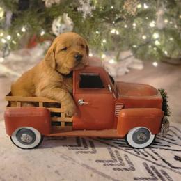 Golden Retriever Puppies from Cedar Life Goldens