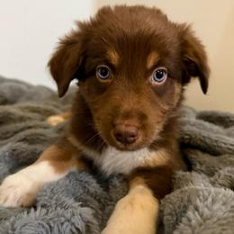 Dove - Red tri-color female Australian Shepherd puppy in East Hartford, Connecticut from CT Aussies