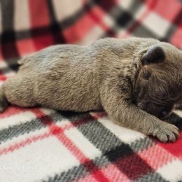 Girl 3 - French Bulldog puppy from BF Frenchie's