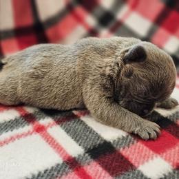 Girl 3 - French Bulldog puppy from BF Frenchie's