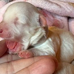 Charlie (gray collar) - Cream male Maltipoo puppy in Prague, Oklahoma from Playful Paws Maltese and Maltipoos