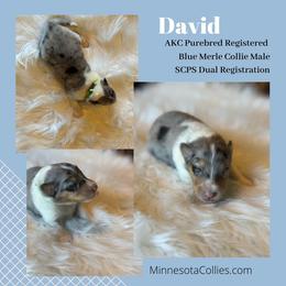 David - Blue merle white and tan male Collie puppy in Plato, Minnesota from Minnesota Collies