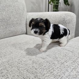 Biggie - Black tan and white female Biewer Terrier puppy in Annapolis, Maryland from Nala & Co. Biewer Terriers