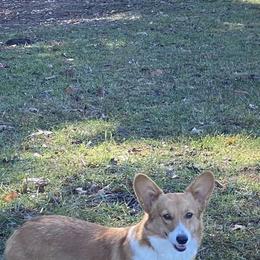 Chloe - Pembroke Welsh Corgi