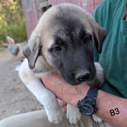 Boy-3 - Brown male Anatolian Pyrenees puppy in Marysville, Ohio from Brotherton Family Farms