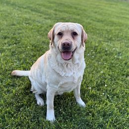 Ruby - Labrador Retriever