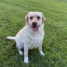 Ruby - Labrador Retriever