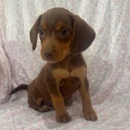 Girl 1 - Brown female Beagle puppy in Galax, Virginia from Dells  Dachshund’s