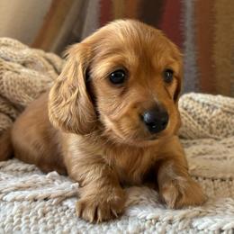 EE Red Female - Red female Dachshund puppy in Mesa, Arizona from Ruby Desert Doxies