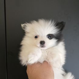 Black eye - Tri-colored female Pomeranian puppy in Meherrin, Virginia from Traveling Poms