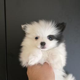 Black eye - Tri-colored female Pomeranian puppy in Meherrin, Virginia from Traveling Poms