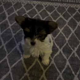 Girl 3 - Parti female Yorkshire Terrier puppy in Grant Town, West Virginia from Lauren's Yorkshire Terriers