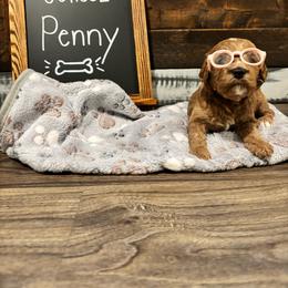 Penny - Apricot female Goldendoodle puppy in Birmingham, Alabama from Ivy’s Doodles