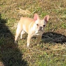 Dolly - Cream female French Bulldog puppy in Clinton, Tennessee from Summer Rose