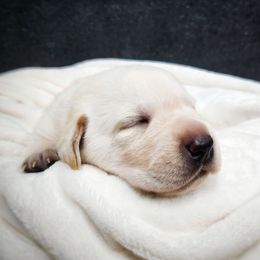 Fezzik Orange Collar - Yellow male Labrador Retriever puppy in Cocoa, Florida from Harrison's Lakeside Labradors LLC