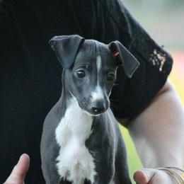 Italian Greyhound Puppies from Raindance Italian Greyhounds
