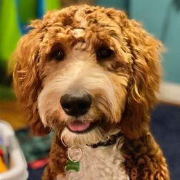 Goldendoodle Puppies from Alger Doodles