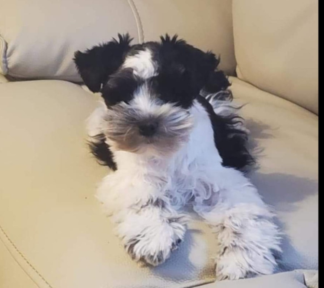 Lucy - Miniature Schnauzer