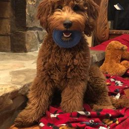 Goldendoodle Puppies from Hilltop Mini and Teddy Bear Doodles