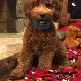 Goldendoodle Puppies from Hilltop Mini and Teddy Bear Doodles