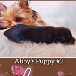 Yorkshire Terrier Puppies from Wayne's Yorkies