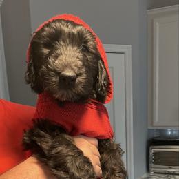 Yeti - Chocolate male Goldendoodle puppy in St Johns, Florida from Nini's Poodles and Doodles of St. Johns Co.