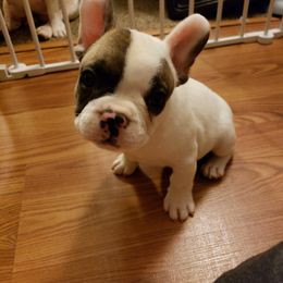 French Bulldog Puppies from Friendly Acres French Bulldogs