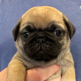 Mikey - Fawn male Pug puppy in Hemet, California from Greek God Pugs