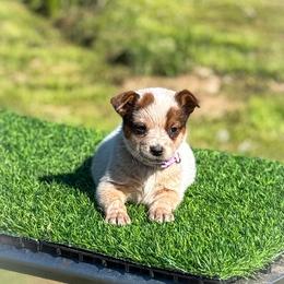 Violet collar - Red speckled female Australian Cattle Dog puppy in Spokane, Washington from 4D Cattle Dogs