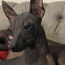 Lason - Xoloitzcuintli