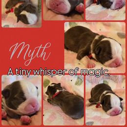 Myth - Red female Boston Terrier puppy in Carriere, Mississippi from Nine Acre Boston's