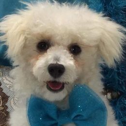 Dachshunds and Poodles from The Royal Kennel