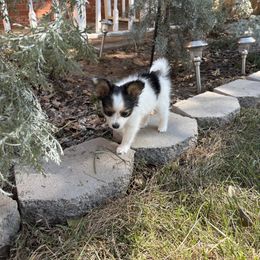 Papillon Puppies from Peppy Papillons, LLC