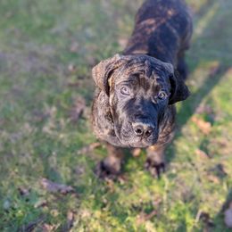 Boerboel Puppies from Askuwheto Boerboels