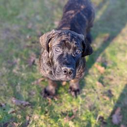 Boerboel Puppies from Askuwheto Boerboels