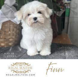 Finn - White male Maltese puppy in Jacksonville, Alabama from Regal Maltese