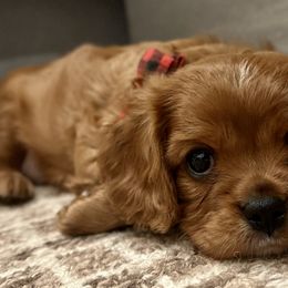 Aussiedoodles, Cavalier King Charles Spaniels, and Cavapoos from Carolina Doodles & Co.