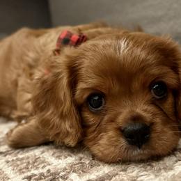 Aussiedoodles, Cavalier King Charles Spaniels, and Cavapoos from Carolina Doodles & Co.