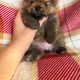 Fiona - Orange female Pomeranian puppy in Grayslake, Illinois from Touch Of Clouds Poms