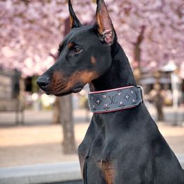 Girl 1 - Doberman Pinscher puppy in Clackamas, Oregon from Gran Valor Dobermans