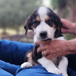 Sweet Pup's F Girl - Tri-color female Bernedoodle puppy in North Zulch, Texas from Sweet Pup Schnauzers