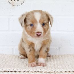 Saturn - Red merle male Toy Australian Shepherd puppy in Charlestown, Indiana from Hydden Aussies