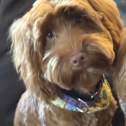 Elvis - Red male Australian Labradoodle puppy in Fontana, California from Grammy's Puppy Love doodles and poodles