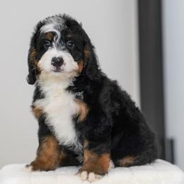 Reno - Tri-color male Bernedoodle puppy in Dundee, Ohio from Down Home Doodle