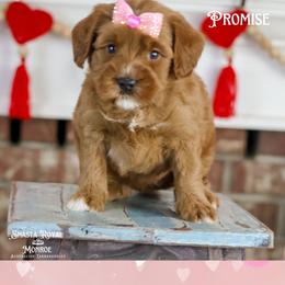 Promise - Red female Australian Labradoodle puppy in Redding, California from Shasta Royal Monroe Puppies