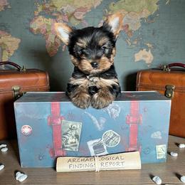 Dale - Black and gold male Yorkshire Terrier puppy in Kendallville, Indiana from Yorkies Kisses