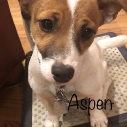 Aspen - Russell Terrier