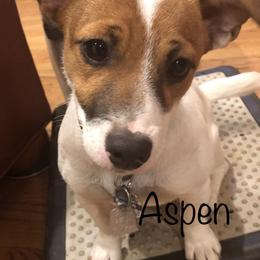 Aspen - Russell Terrier